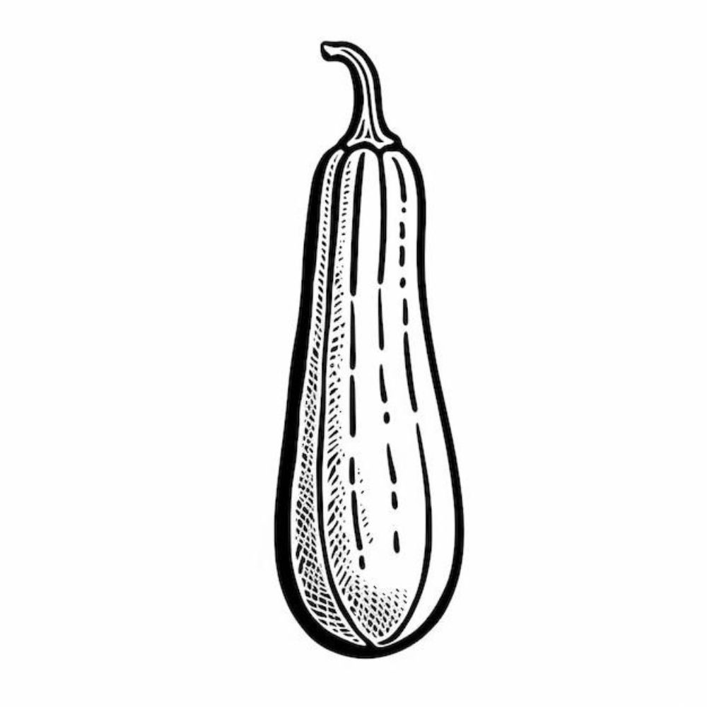 Zucchini Coloring Pages Printable Zucchini Coloring Pages Printable