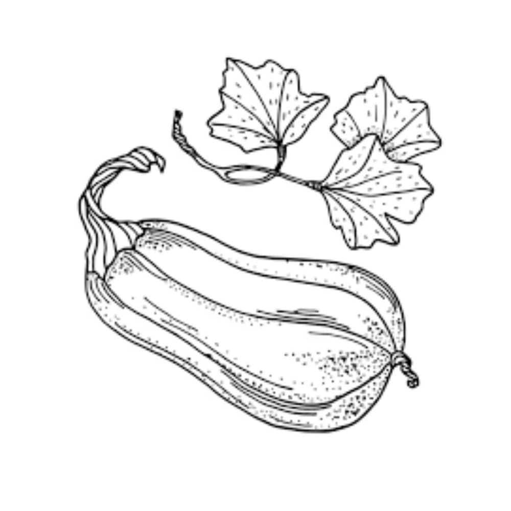 Zucchini Coloring Pages Printable Zucchini Coloring Pages Printable