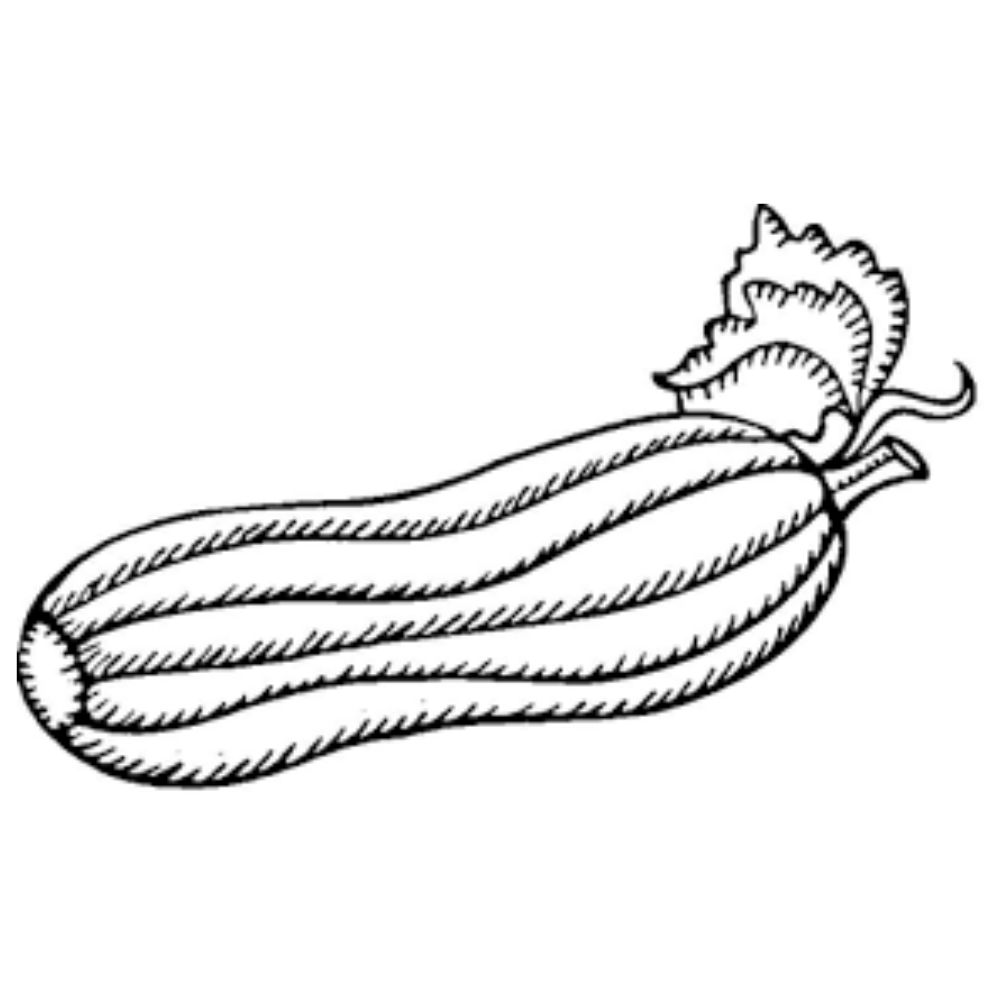 Zucchini Coloring Pages Printable Zucchini Coloring Pages Printable