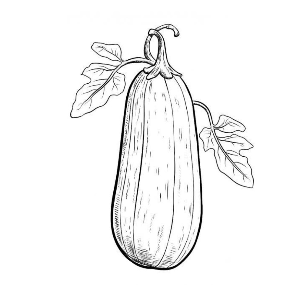 Zucchini Coloring Pages Printable Zucchini Coloring Pages Printable
